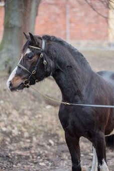 Připouštění Welsh Pony of cob type