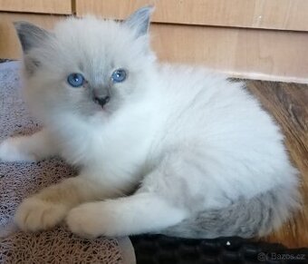 Ragdoll koťátka bez PP