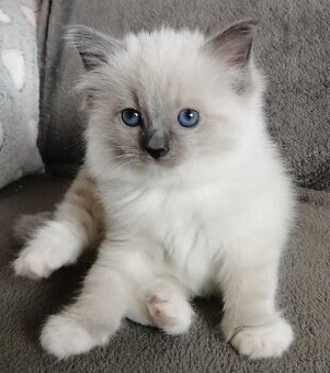 Ragdoll koťátka bez PP