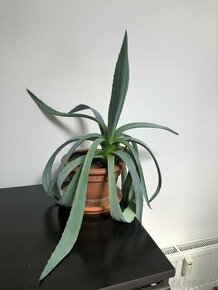 Aloe Vera 30 - 40 cm včetně květináče