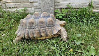 Želva ostruhatá (Geochelone Sulcata) 29 cm samice, plastron,
