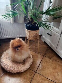 Pomeranian - typový pejsek s PP
