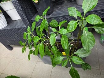 Impatiens