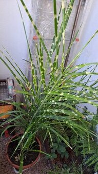 MISCANTHUS SINENSIS ZEBRINUS PRODÁM