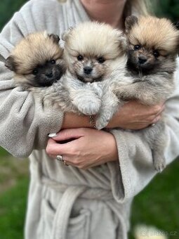 Štěňátka pomeranian