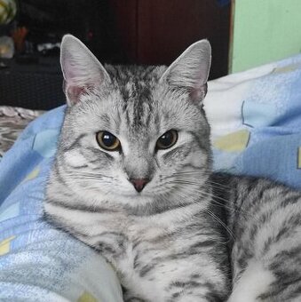 Daruji domácího kocoura