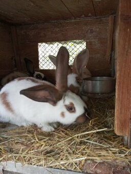 Německý obrovitý strakáč, belgický obr+Nos,Bu