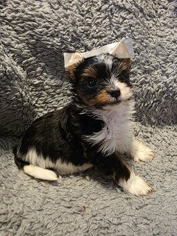 Jorkšířský teriér s PP