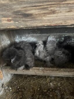 Hedvabnička velká vousatá