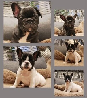 Francouzský buldoček s PP FCI
