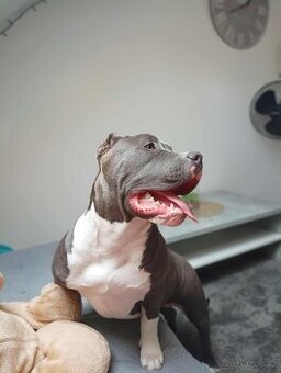 American bully - 1