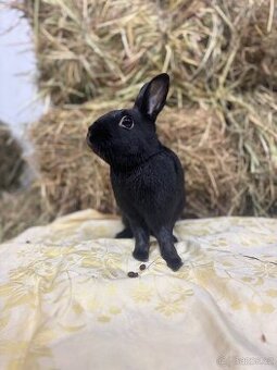 Zakrslý králík s pp - Jafar