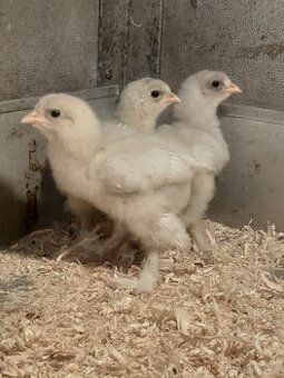 Brahmanka velká modrá