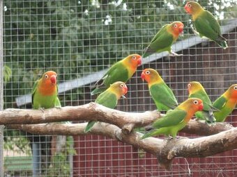 prodam agapornis Fišerův