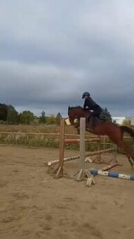 Prodám valacha Český sportovní pony,