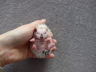 Africký Pygmy ježek ( Ježek bělobřichý ) s PP