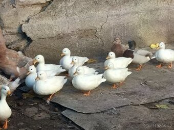 zakrslý kačer bílý