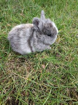 Zakrslý králíček