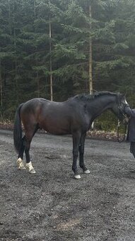 Poloviční pronájem 2 letého valacha