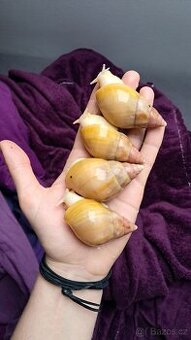 Lissachatina fulica full albino - africký šnek