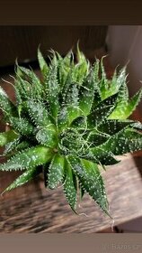 Aloe aristata - 1