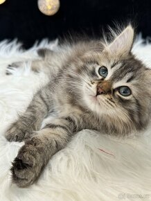 Sibiřská kočka s PP - kocourek Ashford