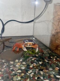 Krab suchozemský – Cardisoma armatum