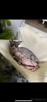 Krytí kocourem kanadské sphynx - 1