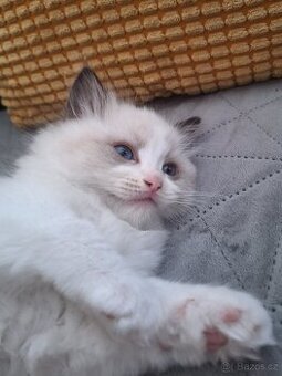 Koťátko Ragdoll s PP