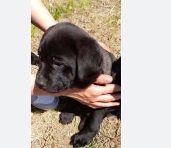 Labrador