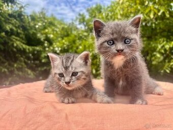 Britská modrá a whiskas kočičky i kocourkové