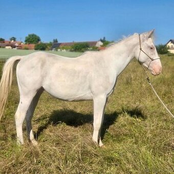 Appaloosa valach, 3 roky