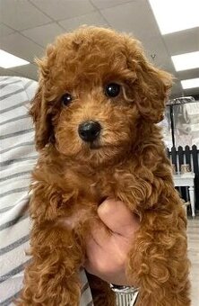 Maltipoo