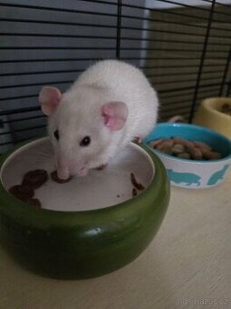 Potkan Dumbo