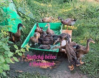 INDICKÝ BĚŽEC - kachňátka 🦆🦆🦆
