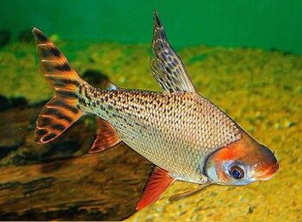 Prochilodus stuhovity- flagtail. KOUPIM