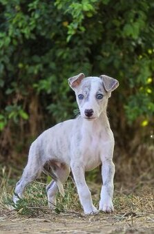 Whippet