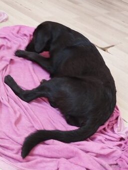 Prodám štěně kříženec labradorky a jezevčíka 3,5 měsíce