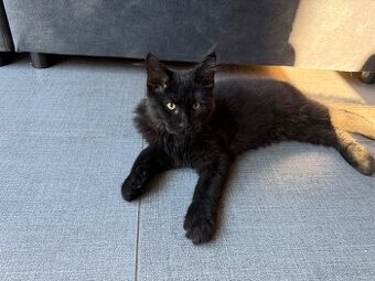 Mainská mývalí bez PP