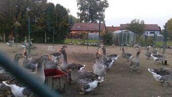 Domácí Martinské husy