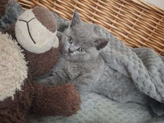 Britská koťátka-volný kocourek