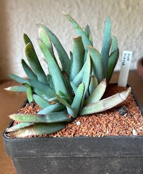 Přebytky kaktusů a sukulentů