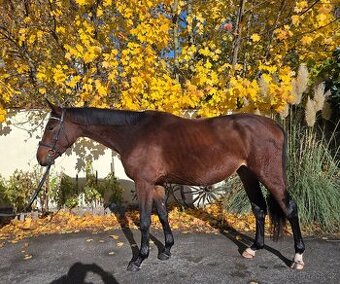 Crystal Diamond - úžasný valach do sportu i do rodiny