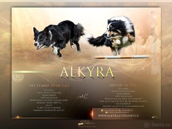 Border kolie s PP (FCI)