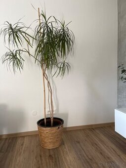 Kytka Dracena