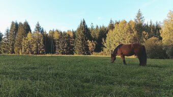 Marlon, kůň s velkým srdcem