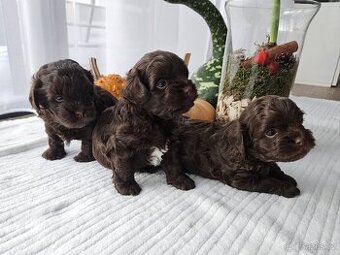 Ruská barevná bolonka - štěňátka s PP k odběru