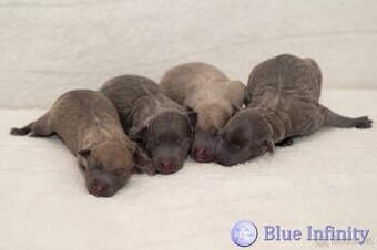 Italský chrtík s PP