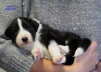 Border kolie s PP - kluci