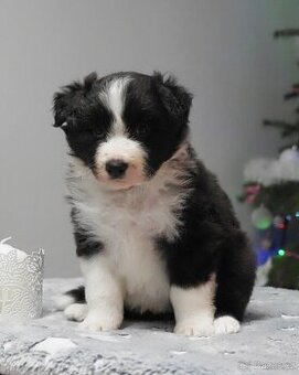 Border kolie s PP - kluci